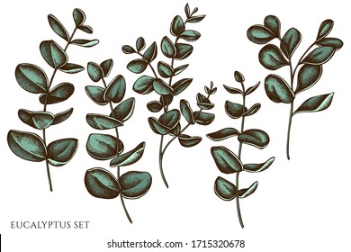 Vector set of hand drawn colored eucalyptus