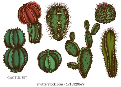 Vector set of hand drawn colored cactus