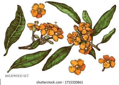 Vector set of hand drawn colored milkweed