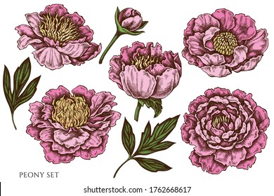 Vector set of hand drawn colored peony