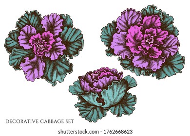 Vector set of hand drawn colored decorative cabbage