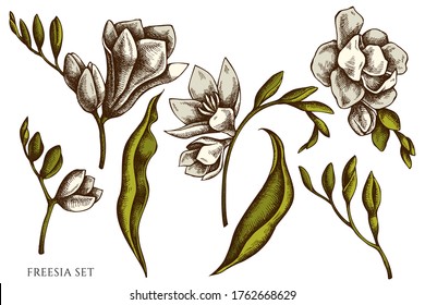 Vector set of hand drawn colored freesia