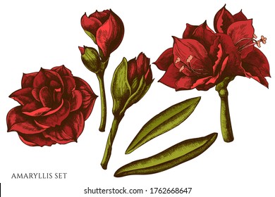 Vector set of hand drawn colored amaryllis
