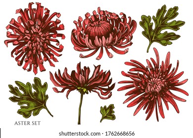 Vector set hand drawn colored aster
