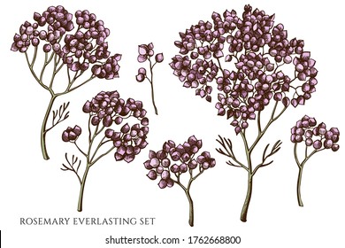 Vector set of hand drawn colored rosemary everlasting