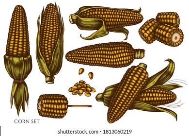 Vector set of hand drawn colored corn