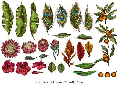 Vector set of hand drawn colored banana palm leaves, hibiscus, solanum, bromeliad, peacock feathers, protea