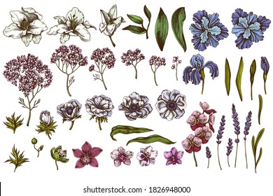 Vector set of hand drawn colored anemone, lavender, rosemary everlasting, phalaenopsis, lily, iris