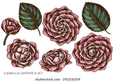 Vector set of hand drawn colored camellia japonica