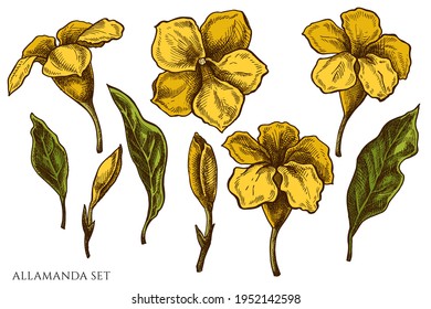 Vector set of hand drawn colored allamanda