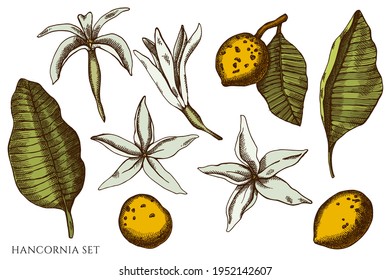 Vector set of hand drawn colored hancornia