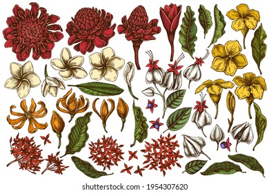 Vector set of hand drawn colored plumeria, allamanda, clerodendrum, champak, etlingera, ixora