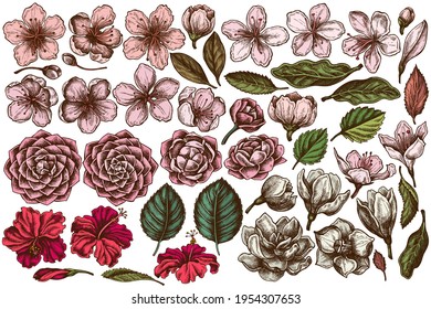 Vector set of hand drawn colored hibiscus, plum flowers, peach flowers, sakura flowers, magnolia flowers, camellia japonica