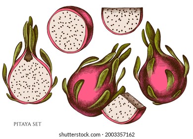 Vector set of hand drawn colored pitaya