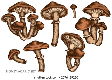Vector set of hand drawn colored honey agaric