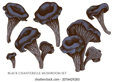 Vector set of hand drawn colored black chanterelle