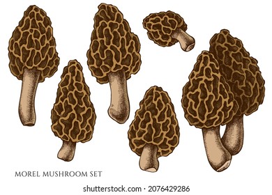 Vector set of hand drawn colored morel mushroom