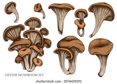 Vector set of hand drawn colored oyster mushroom