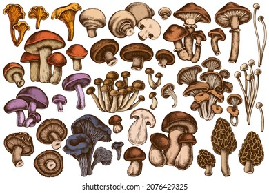 Vektorset handgezeichnet gefärbter Austernpilz, Champignon, Honigagaric, Shiitake, Porcini, Morel-Pilz, Chanterelle, Aaspen-Pilze, Enoki, Shimeji, schwarze Chanterelle, roter Kiefernpilz