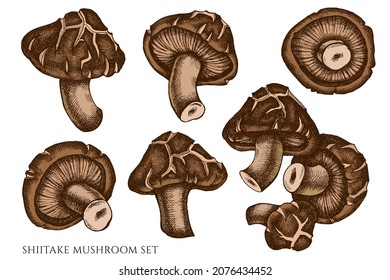 Vector set of hand drawn colored shiitake