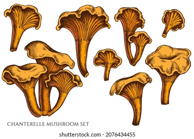 Vector set of hand drawn colored chanterelle