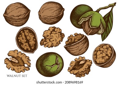 Vector set of hand drawn colored walnut