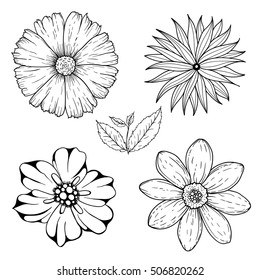 Vector set of hand drawn colorless flowers and leaf branch. Black white illustration isolated on white.