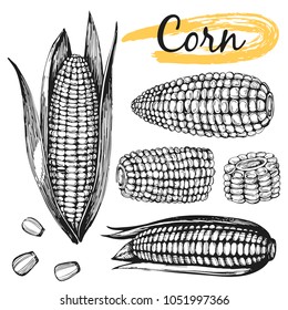 Vector set with hand drawn corn