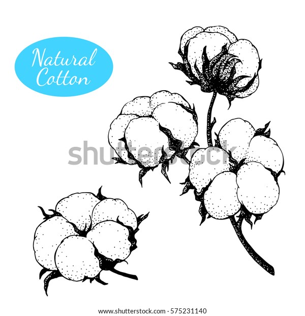 Vector Set Hand Drawn Cotton Plant Stock Vector (Royalty Free) 575231140