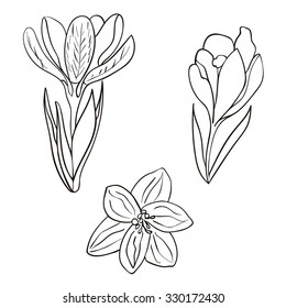 Vector Set Hand Drawn Crocus Flower Stock Vector (Royalty Free ...