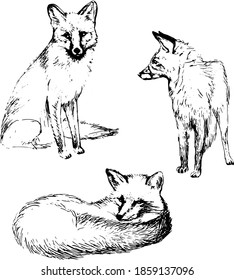 Vector set of hand drawn cute animals. Illustration with 
foxes. Engraved hand-drawn sketch. Background for 
fabric, textile, paper, wallpaper, web pages.