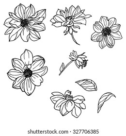 Vector conjunto de dahlia dibujado a mano y deja aislado sobre fondo blanco. Las flores de contorno son elementos para el diseño. Líneas de contorno dibujadas a mano.