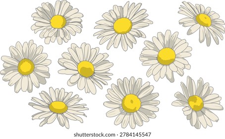 Vector set of hand drawn daisy flowers isolated on white background. Beautiful white chamomile and marguerite botanical elements for spring and summer floral design.