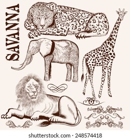 Vector set of hand drawn detailed African animals with calligraphic elements