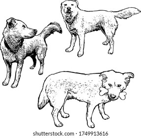 Vector set of hand drawn dogs in different action. Vintage engraved illustration with dogs isolated on white. Cute animals in sketch style