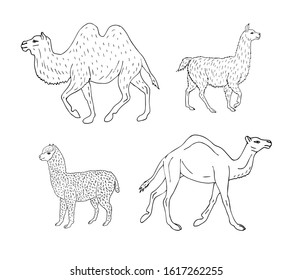 Vector set of hand drawn doodle sketch llamas and camels isolated on white background