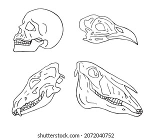 Vector set of hand drawn doodle sketch animal and human skull isolated on white background