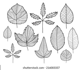 vector set of hand drawn doodle line leaves, herbarium, plants, autumn, spring