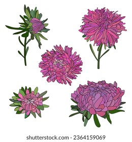 Vector set of hand drawn fall flowers of asters, chrysanthemums isolated on white background