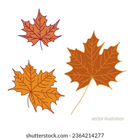 Vector set of hand drawn fall leaves of maple