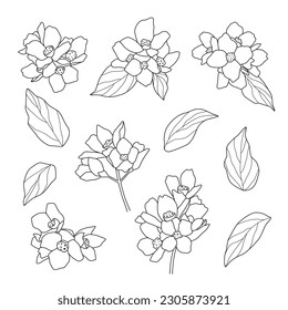 Conjunto vectorial de flores dibujadas a mano aisladas en fondo blanco. Esquema de hojas de ramo pinzas de elementos para el diseño. Líneas de contorno dibujadas a mano.