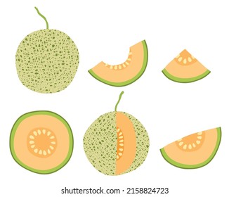 vector set of hand drawn fresh melon vector illustration