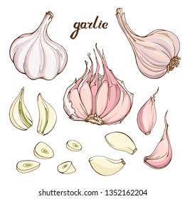 Vector set with hand drawn garlic. Isolated on white elements for food design.