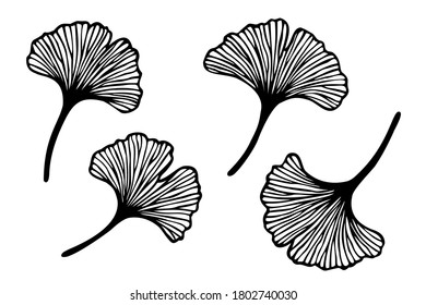 Vector set of hand drawn ginkgo biloba leaves. Black contour isolated on white background