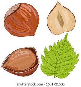 Vector set of hand drawn hazelnuts and hazelnut leaf isolated on white background