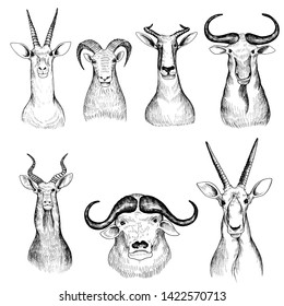 vector set of hand drawn heads of antelopes, bull and bizon, vintage illustration
