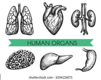 Vector set with hand drawn human organs