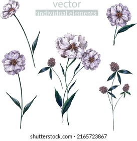 Vector set of hand drawn illustration - elements clover and wild flowers for clipart, stickers, postcard, poster, fashion, trend, decor, nature.
