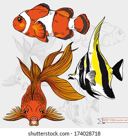 Vector set of hand drawn illustrations of reef fish