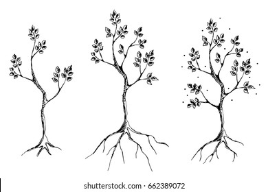 Vector set of hand drawn illustrations, decorative ornamental stylized tree. Graphic illustrations, black and white sketch. Decorative artistic ornamental hand drawing silhouette.